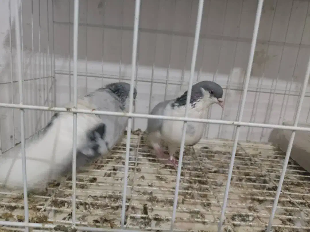 یه جفت بدرنگ|پرنده|قزوین, |دیوار