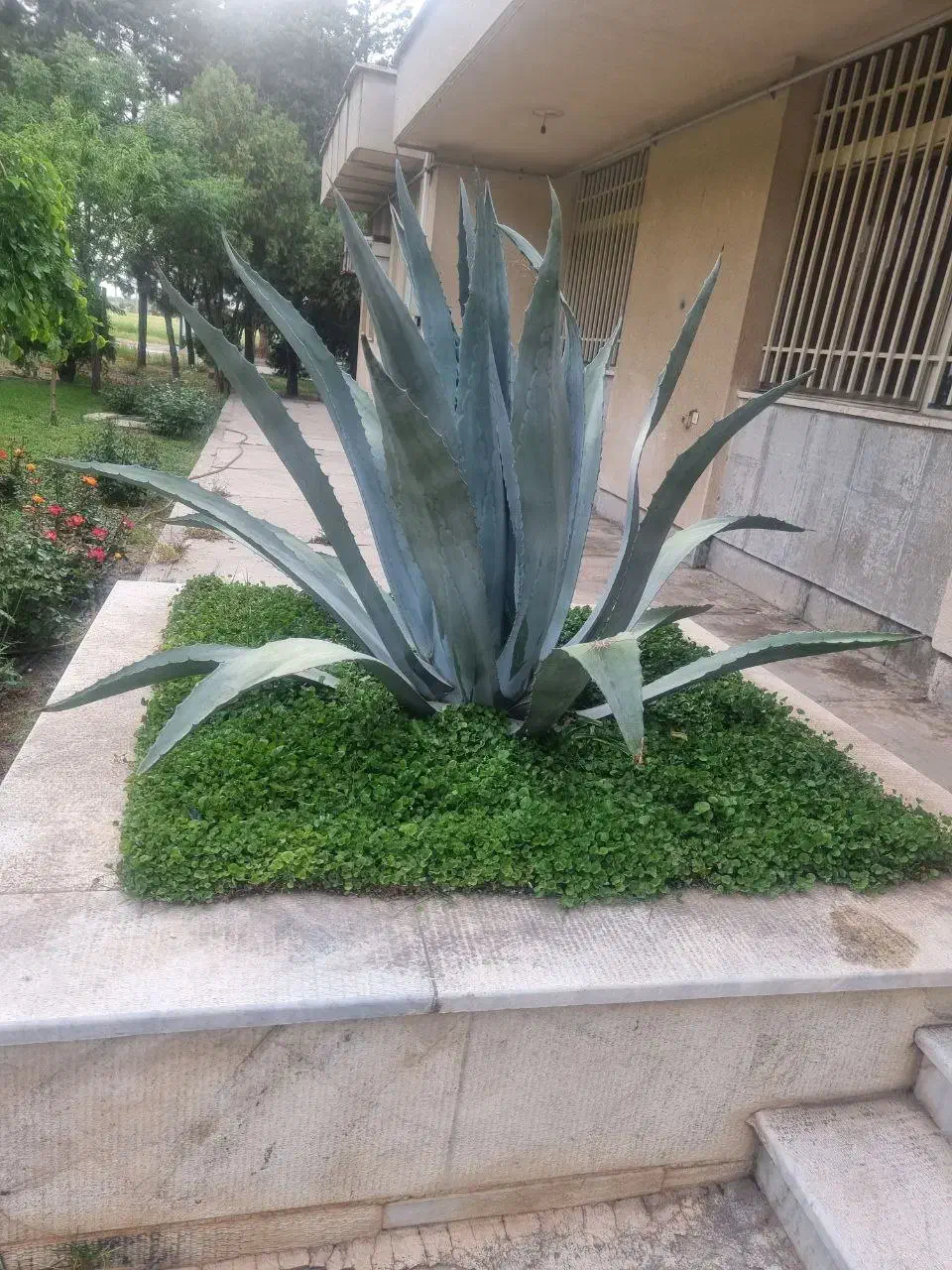 خرید چوب باغی.هرس .کوددهی.قطع درخت|خدمات باغبانی و درختکاری|شاهرود, |دیوار