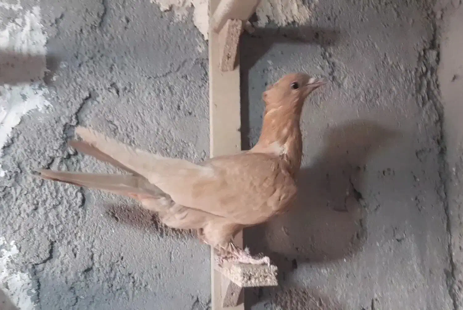 جوجه زرد دمسفید نر|پرنده|رفسنجان, |دیوار