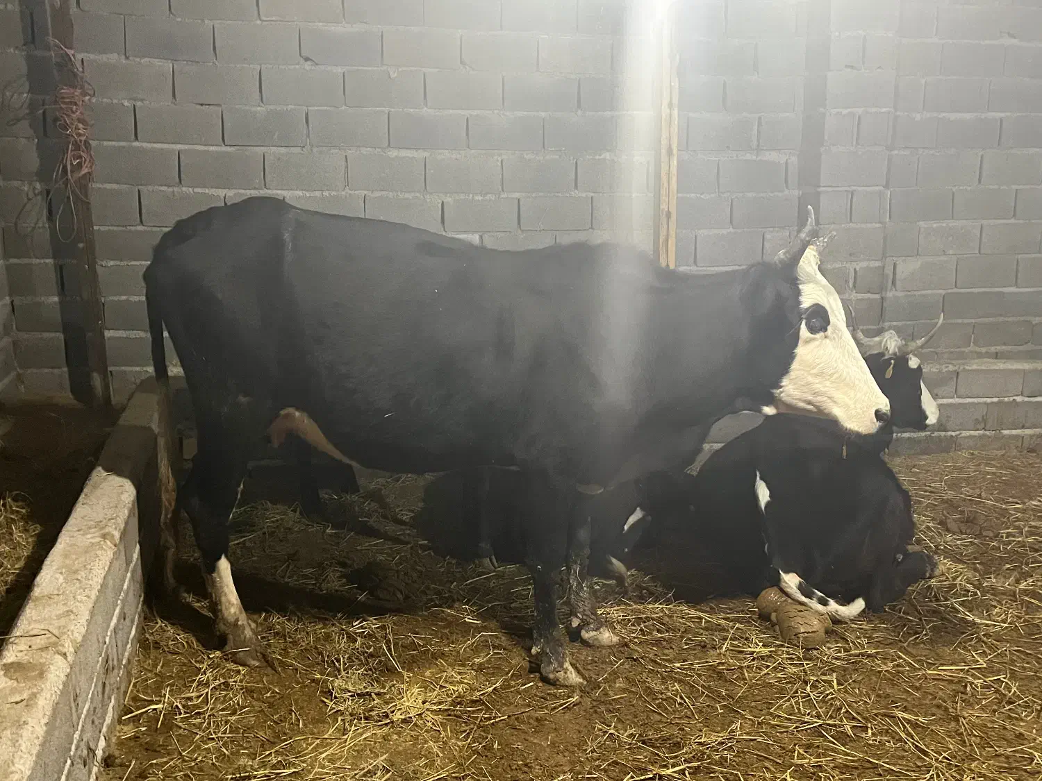 یک راس ماده گاو دورگ جنگلی|حیوانات مزرعه|علی‌آباد کتول, |دیوار