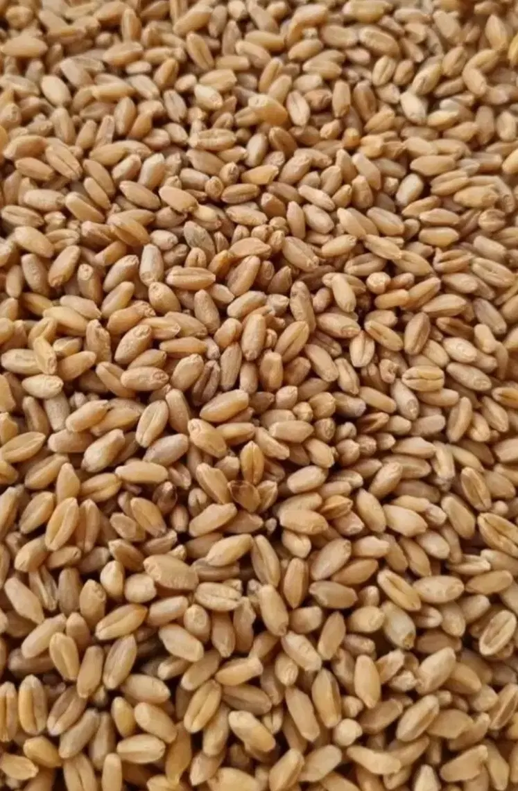 گندم سنم|خوردنی و آشامیدنی|گیلان غرب, |دیوار