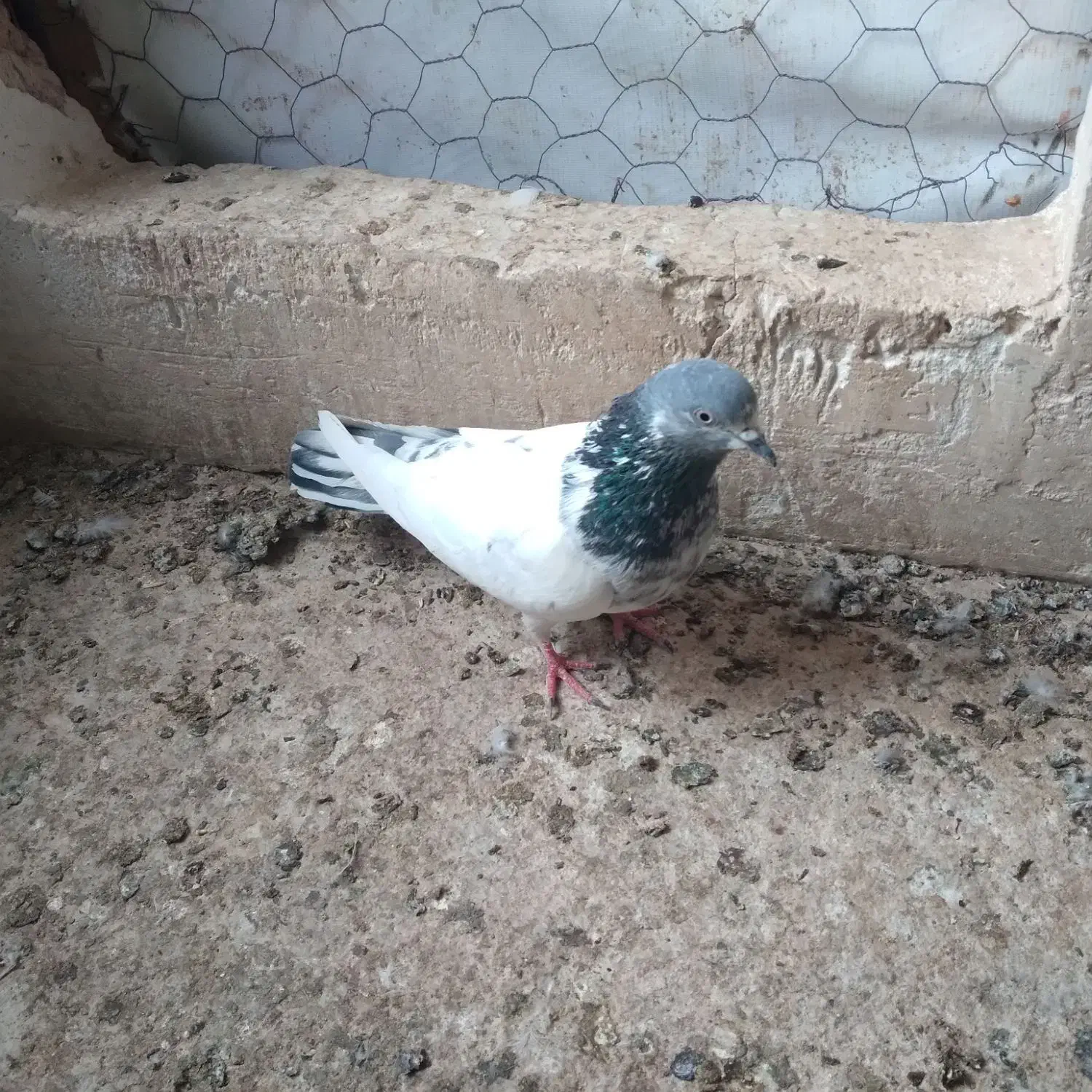 کبوتر کفتر|پرنده|قم, نخودی|دیوار