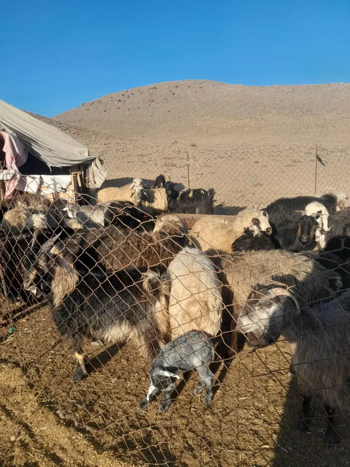 میش و بز|حیوانات مزرعه|پاسارگاد, |دیوار