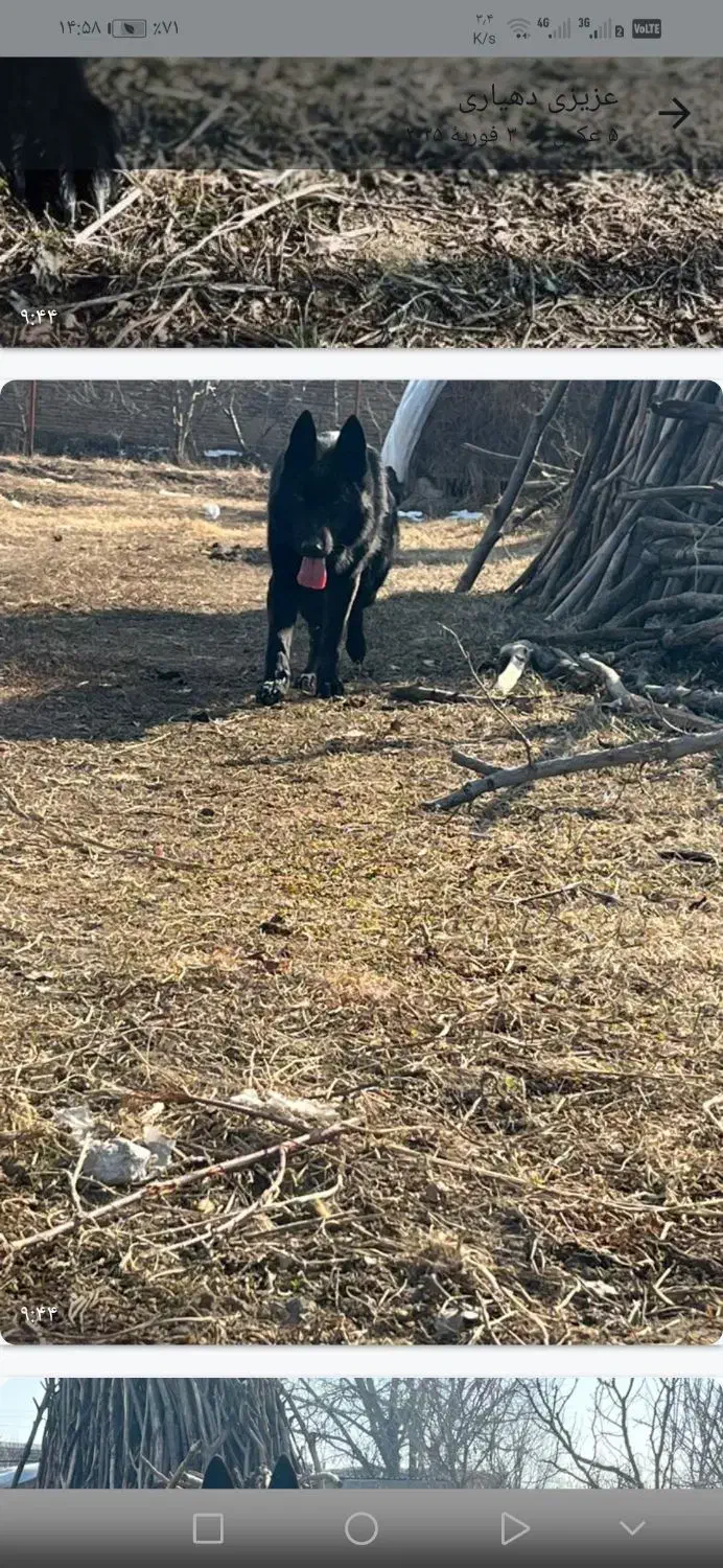 توله ی ژرمن بلک ورک|سگ|نوشین شهر, |دیوار