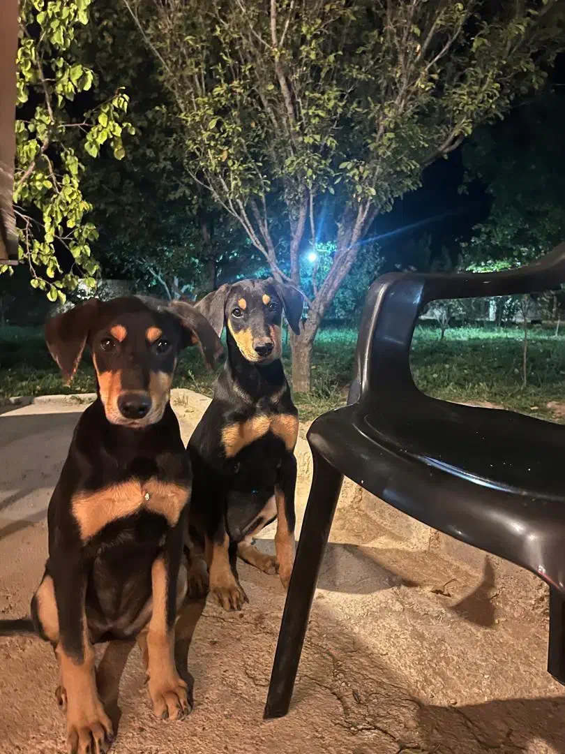 توله سگ دوبرمن|سگ|صوفیان, |دیوار