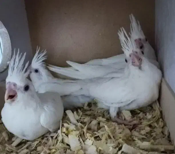 جفت آلبینو کینگ سایز فالو با ۴عدد جوجه|پرنده|حمیدیا, |دیوار