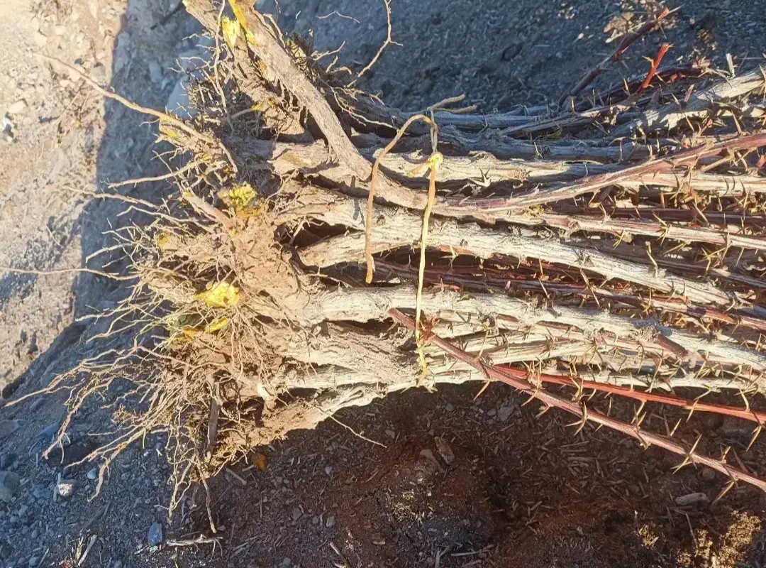 خریدار نهال زرشک کلی وجزعی|خدمات باغبانی و درختکاری|بیرجند, |دیوار