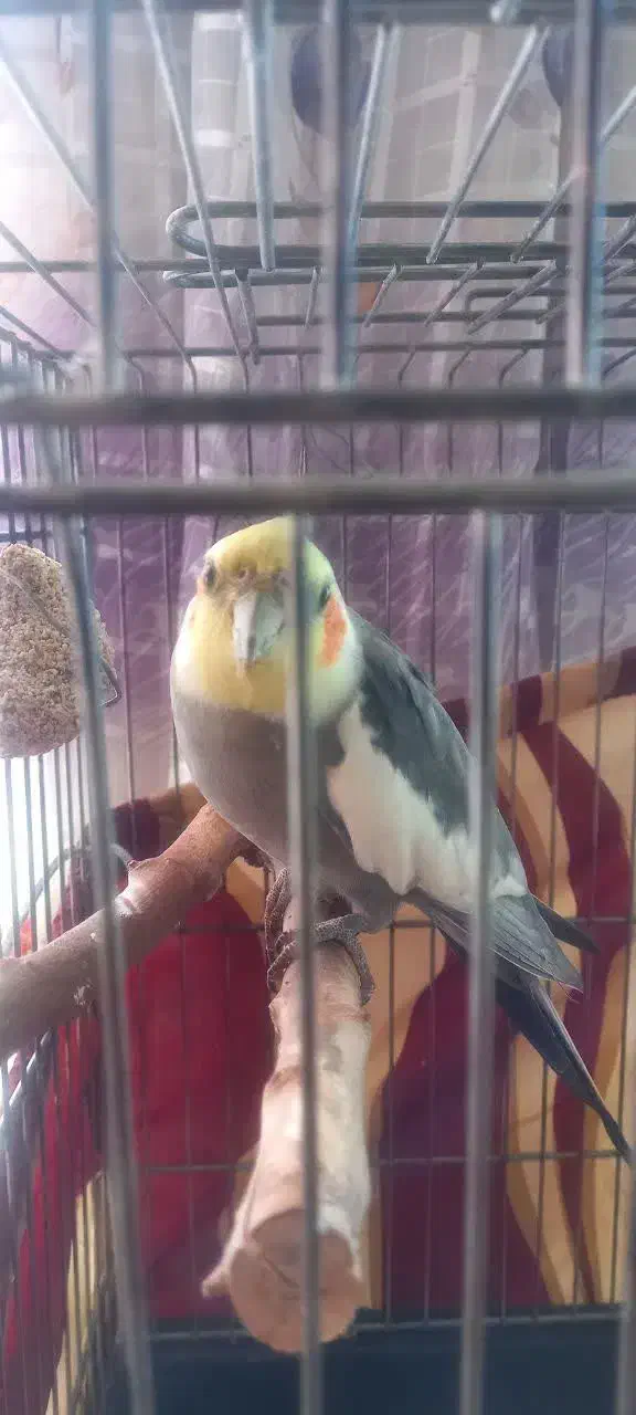 عروس هلندی|پرنده|کرج, شاهین‌ویلا|دیوار