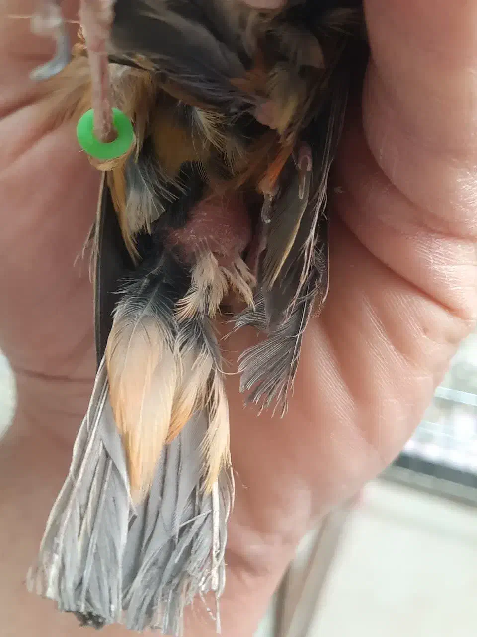 بنام خدا فروش چند عدد قناری سوخته اکات موزائیکی|پرنده|اصفهان, مولوی|دیوار