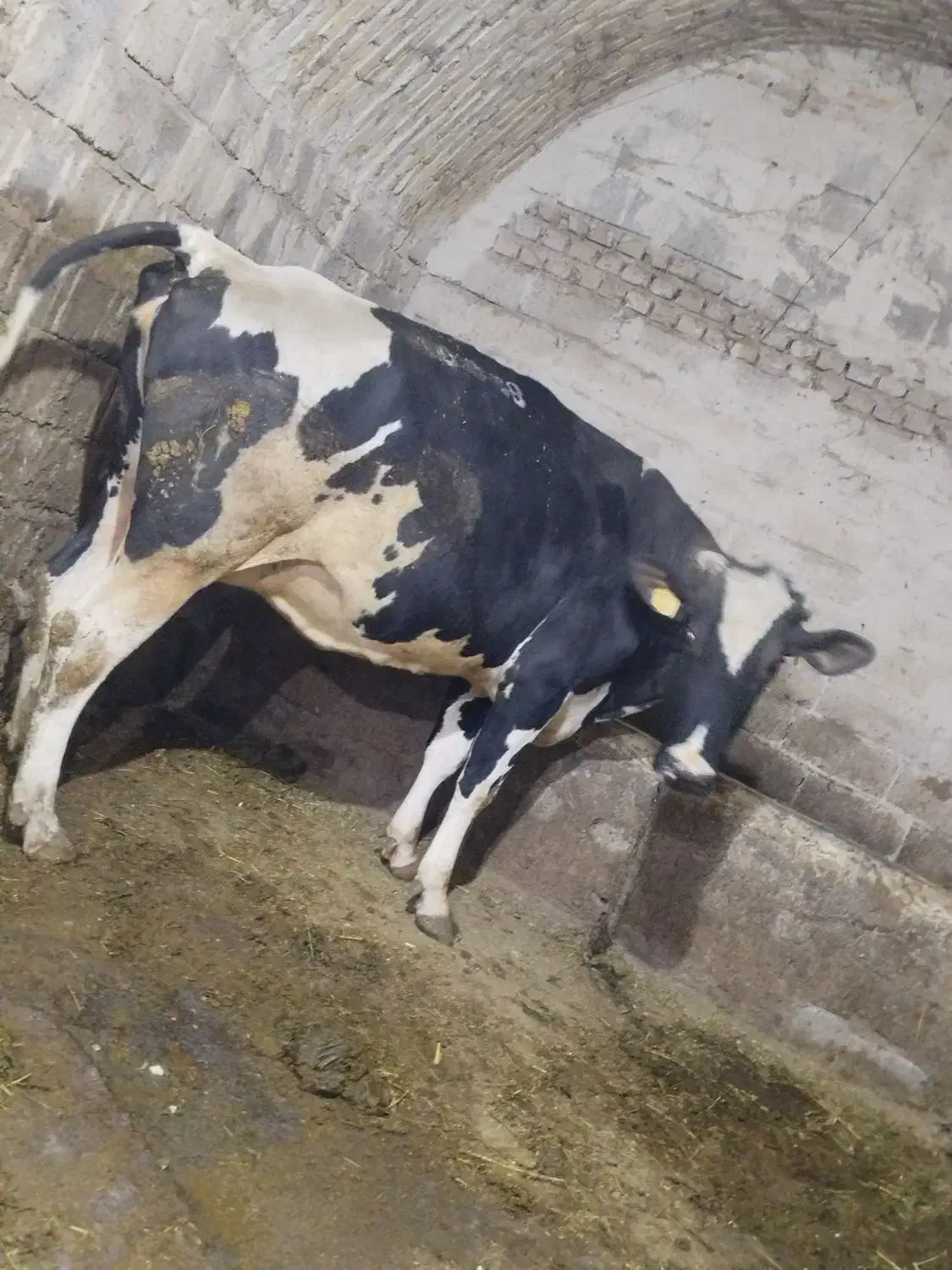 گاو شیری|حیوانات مزرعه|تیکمه داش, |دیوار