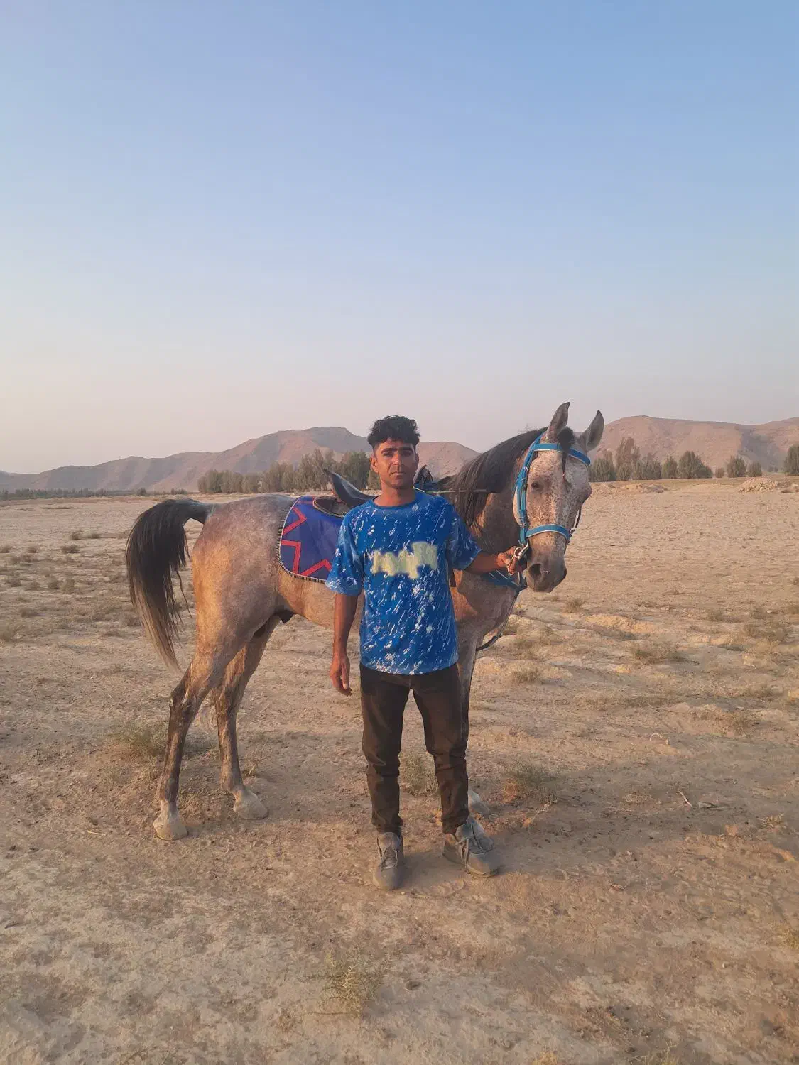 نریون درشوری|اسب و تجهیزات اسب‌سواری|زرین دشت (فارس), |دیوار