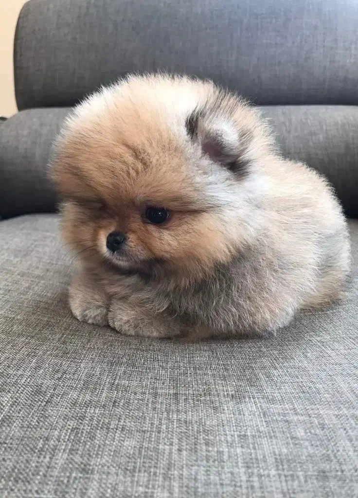 توله پامرین|سگ|شیراز, دکتر حسابی|دیوار