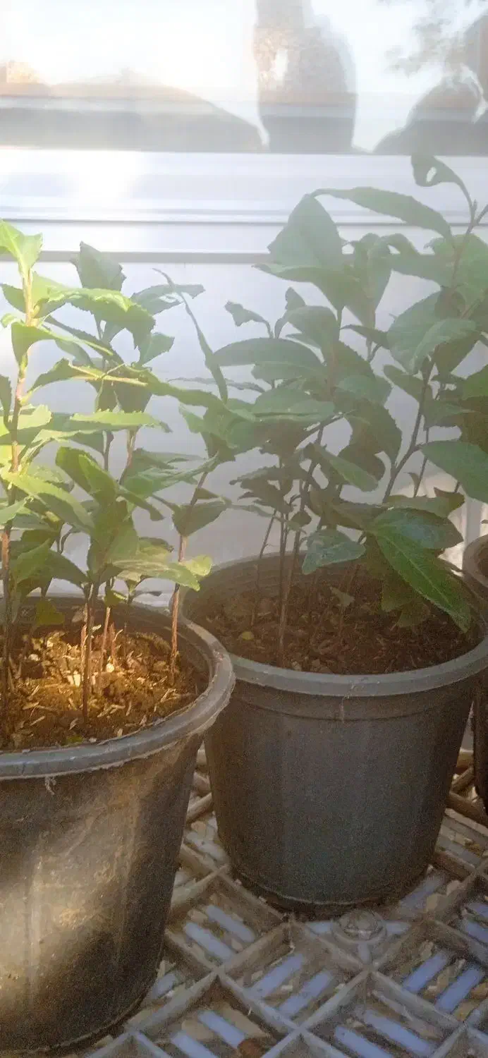 نهال یک ساله « چای »گلدانی|گل و گیاه طبیعی|املش, |دیوار