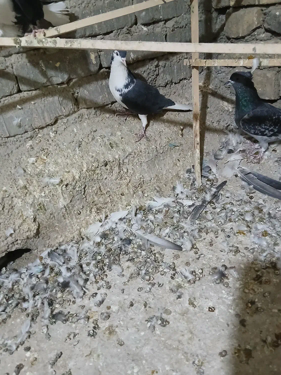 دولا عالی|پرنده|خمینی‌شهر, |دیوار