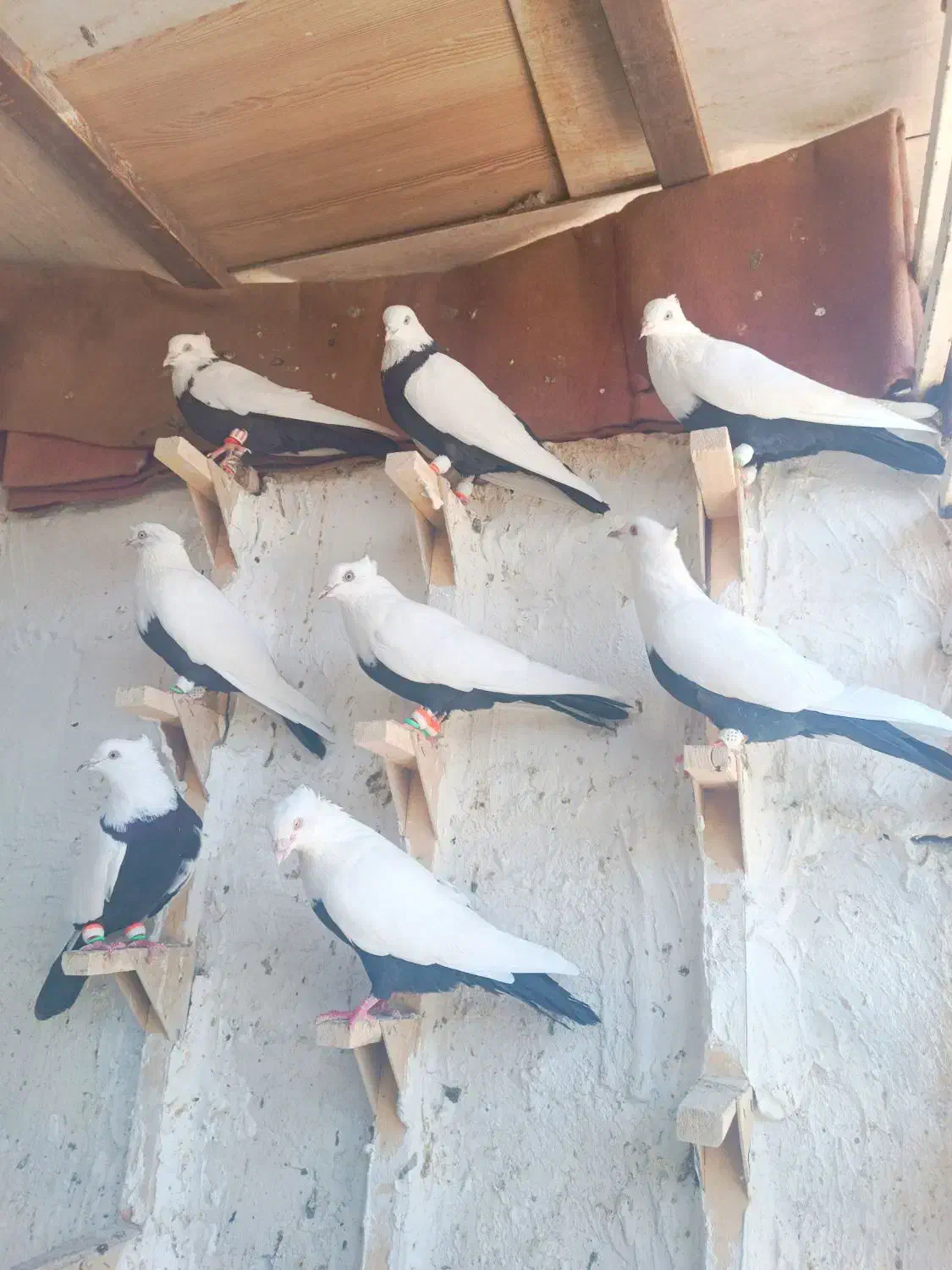 دمبی|پرنده|شیراز, دلگشا|دیوار
