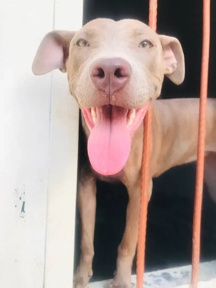 پیتبول|سگ|اهواز, زرگان|دیوار