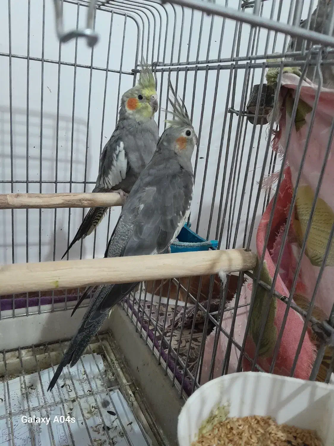 عروس هلندی|پرنده|اردبیل, |دیوار