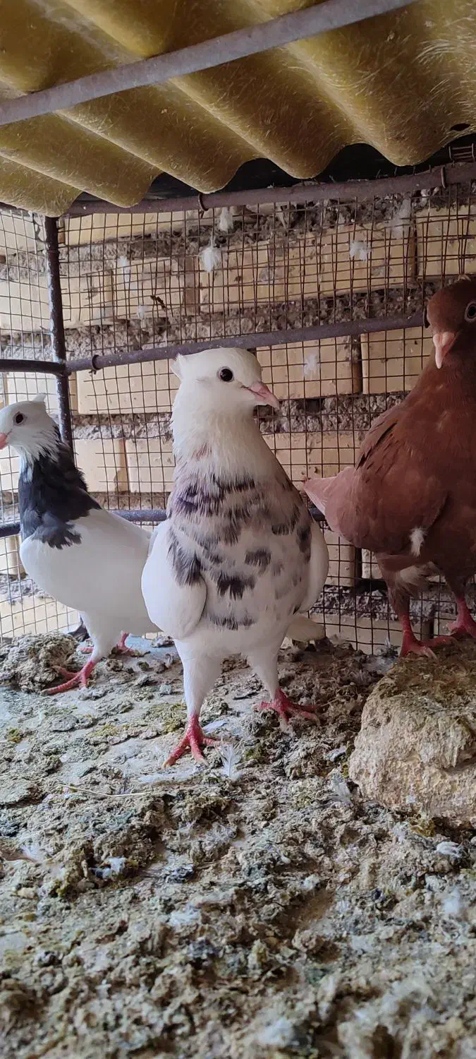 پرنده|پرنده|شوشتر, |دیوار