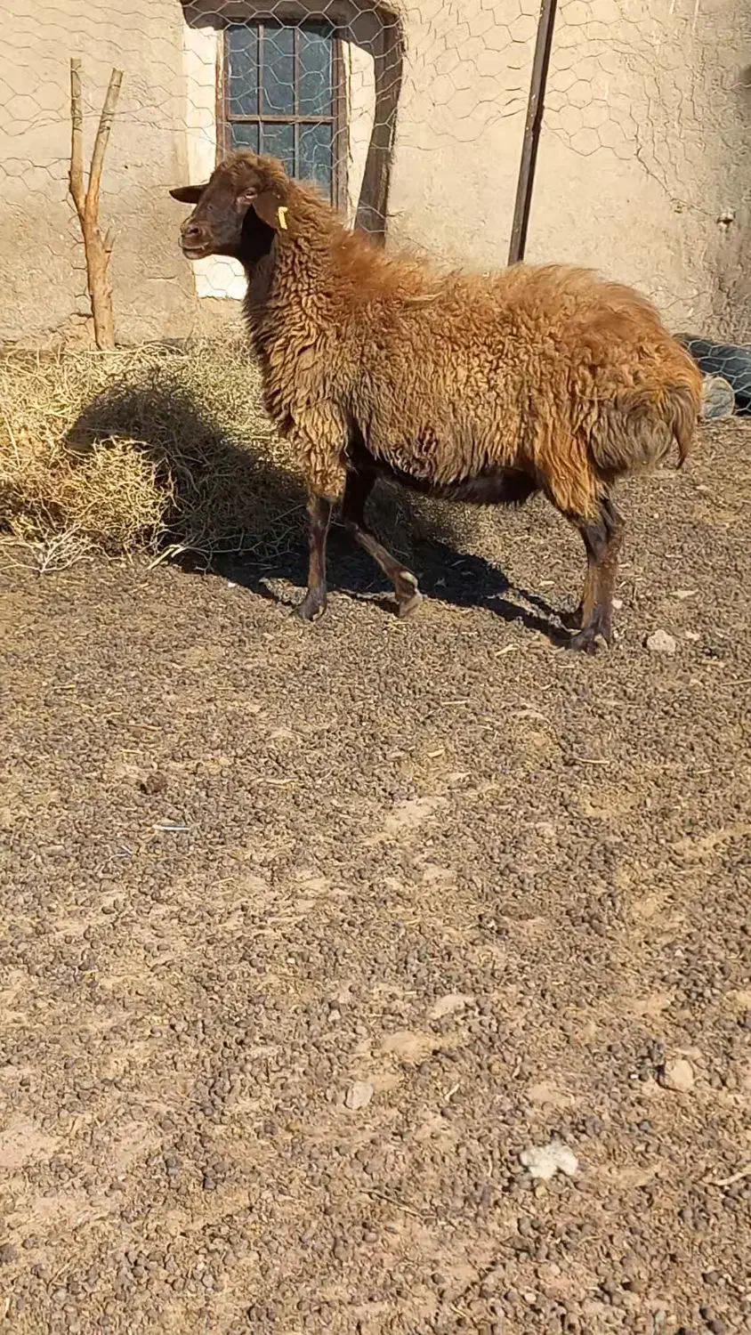 میش افشاری|حیوانات مزرعه|فردوس (خراسان), |دیوار