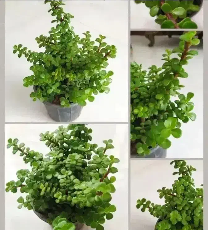 گل اپارتمانی برکه|گل و گیاه طبیعی|یزد, |دیوار