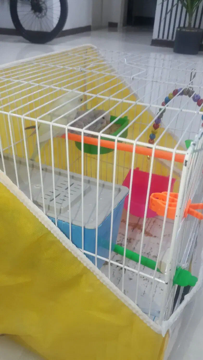 مرغ عشق خوش آواز|پرنده|مشهد, نکاح|دیوار