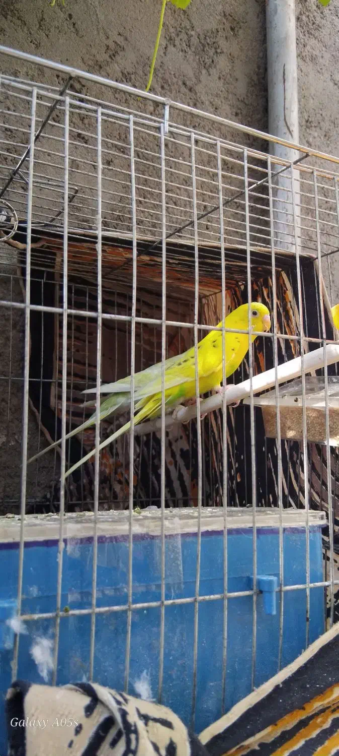 مرغ عشق|پرنده|تایباد, |دیوار