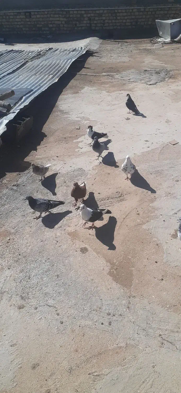 کفتر پرشی|پرنده|اسفراین, |دیوار