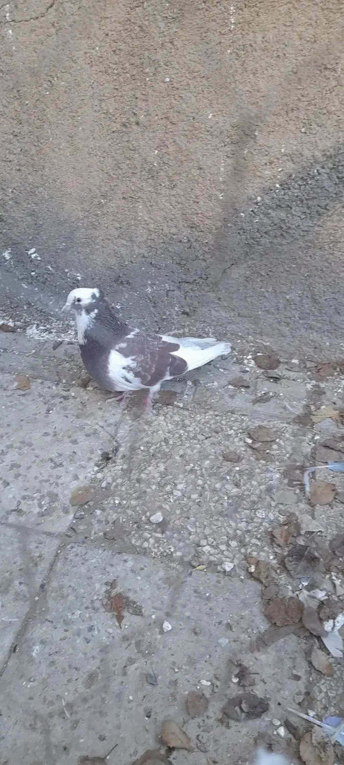 کبوتر گرگی|پرنده|سامن, |دیوار