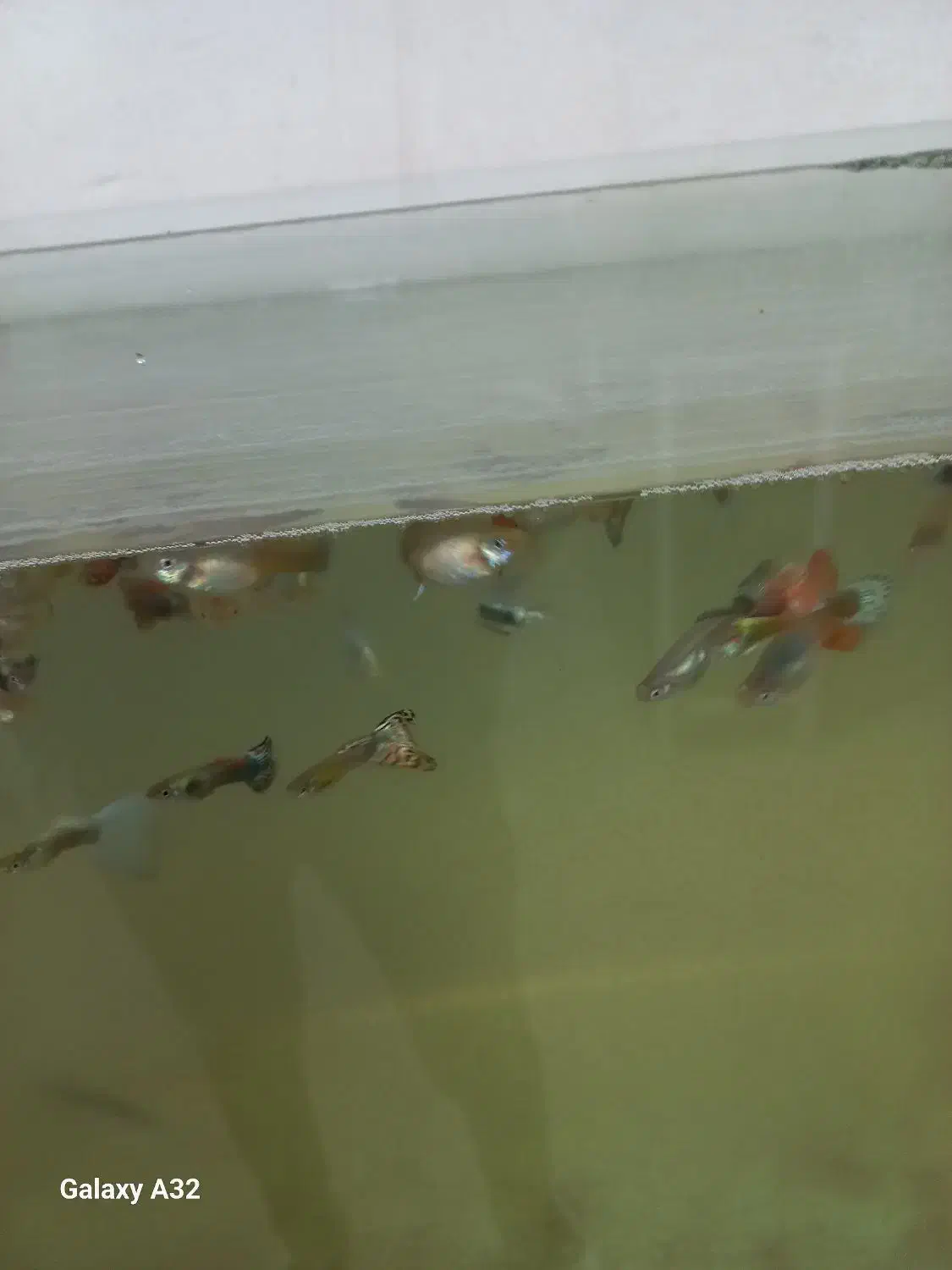 ماهی گپی|ماهی|تبریز, |دیوار