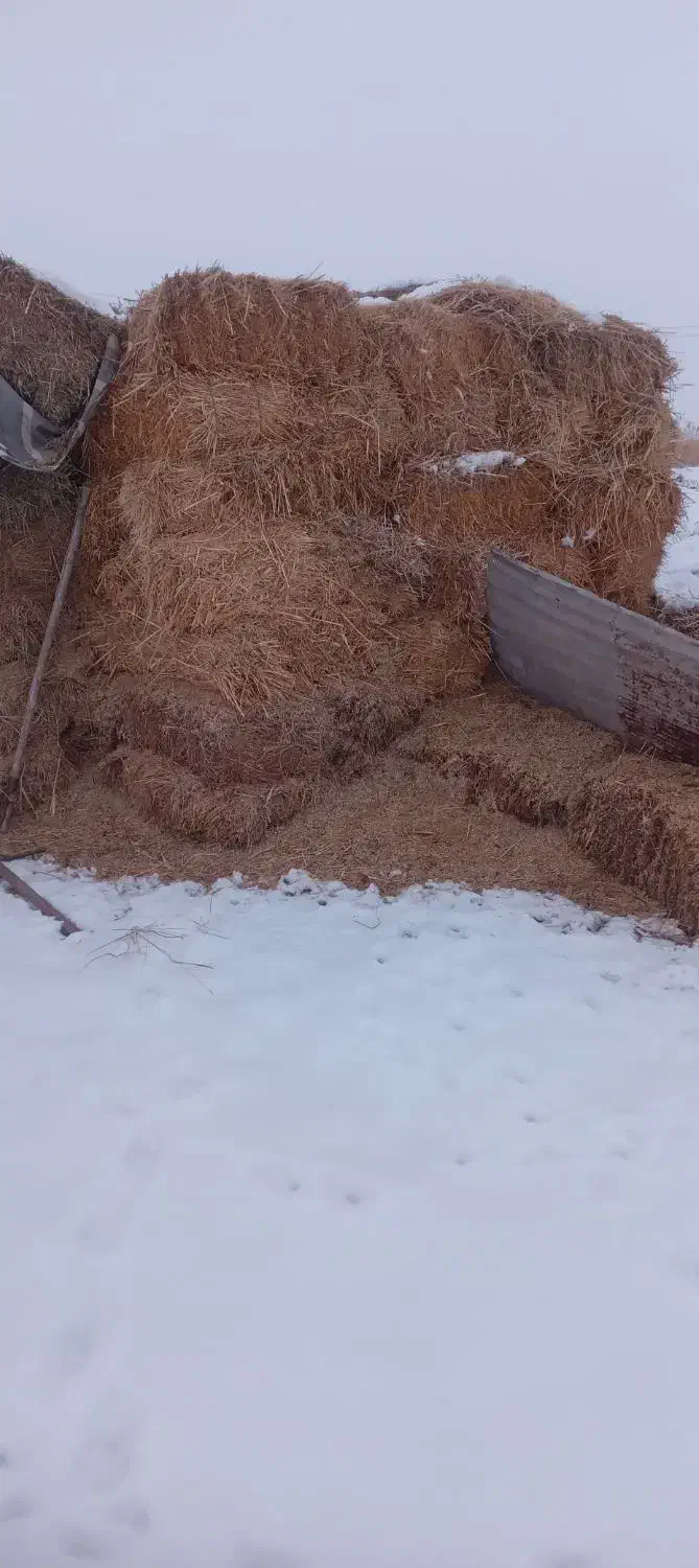 کاه وعلف|لوازم جانبی حیوانات|پلدشت, |دیوار