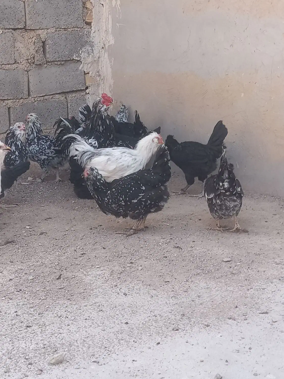 مرغ و خروس گلین خال سوزنی|حیوانات مزرعه|شیراز, میانرود|دیوار