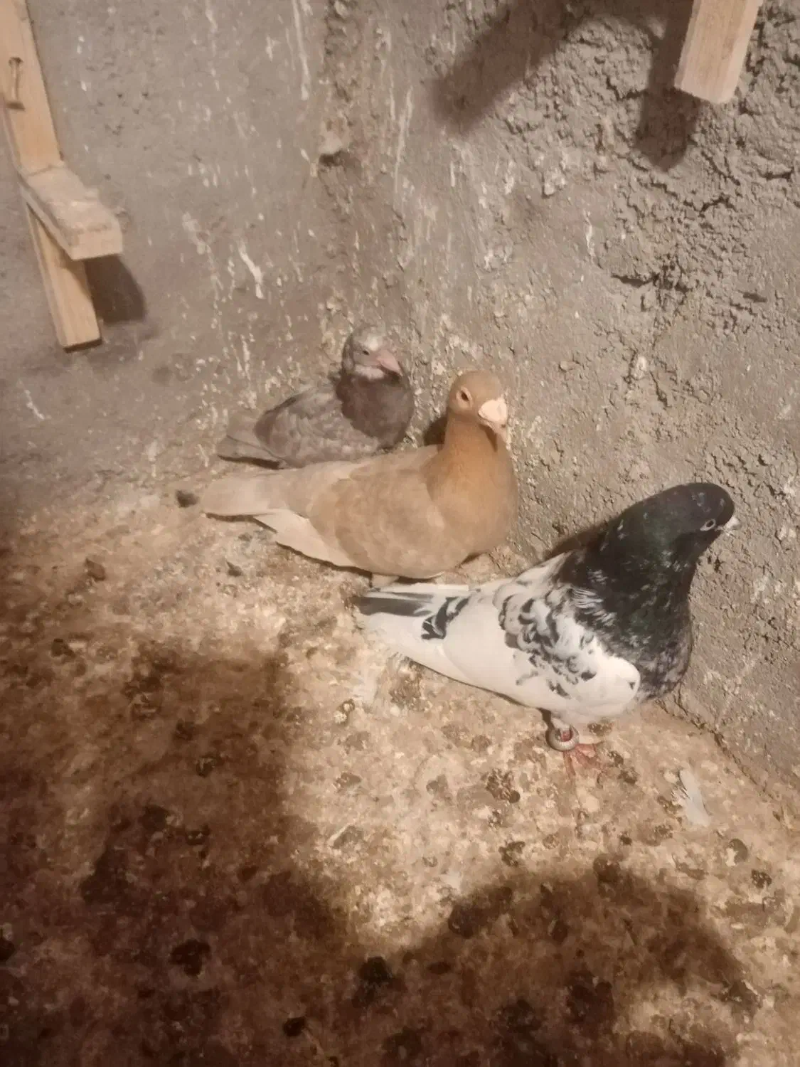 کبوتر کله|پرنده|سیدآباد, |دیوار