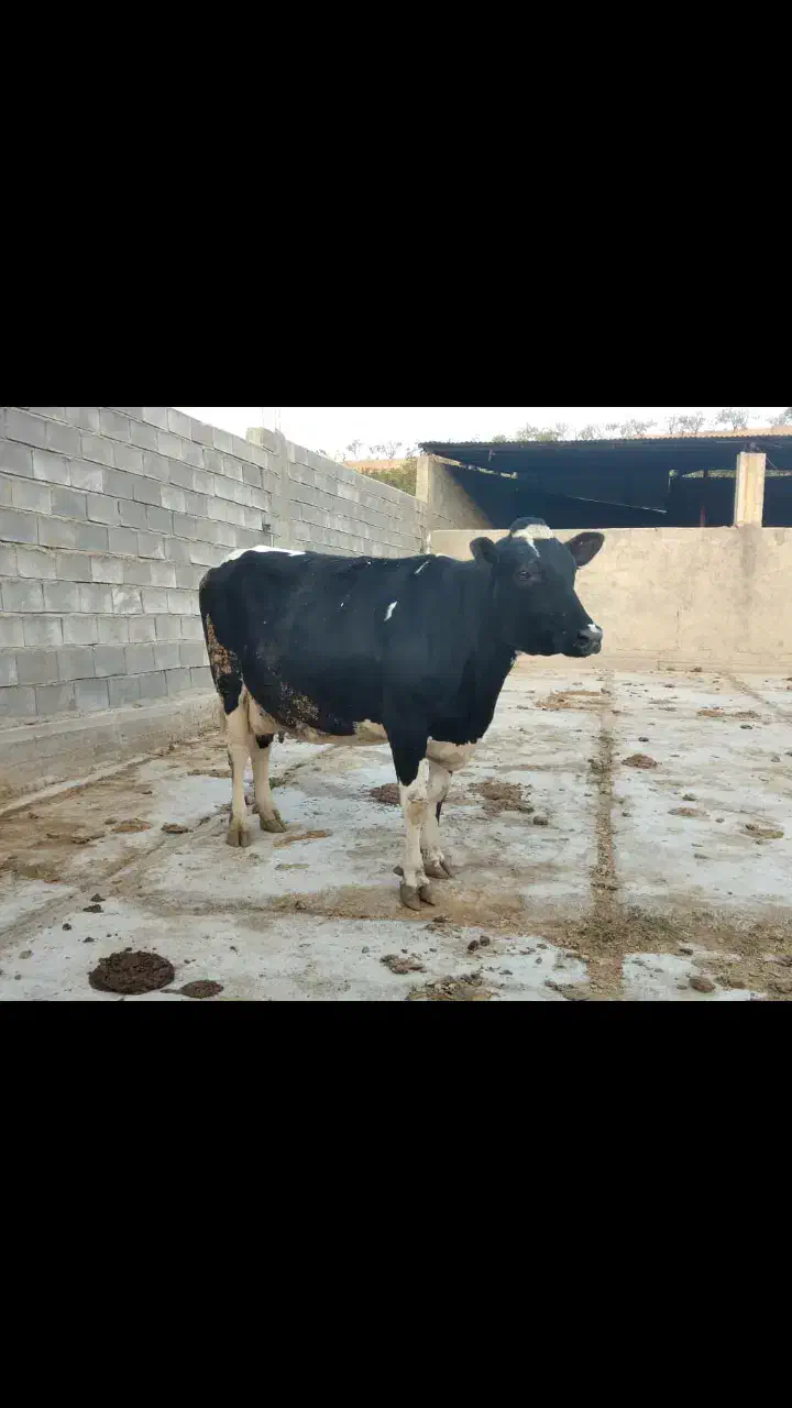 گاو و گوساله|حیوانات مزرعه|اقلید, |دیوار