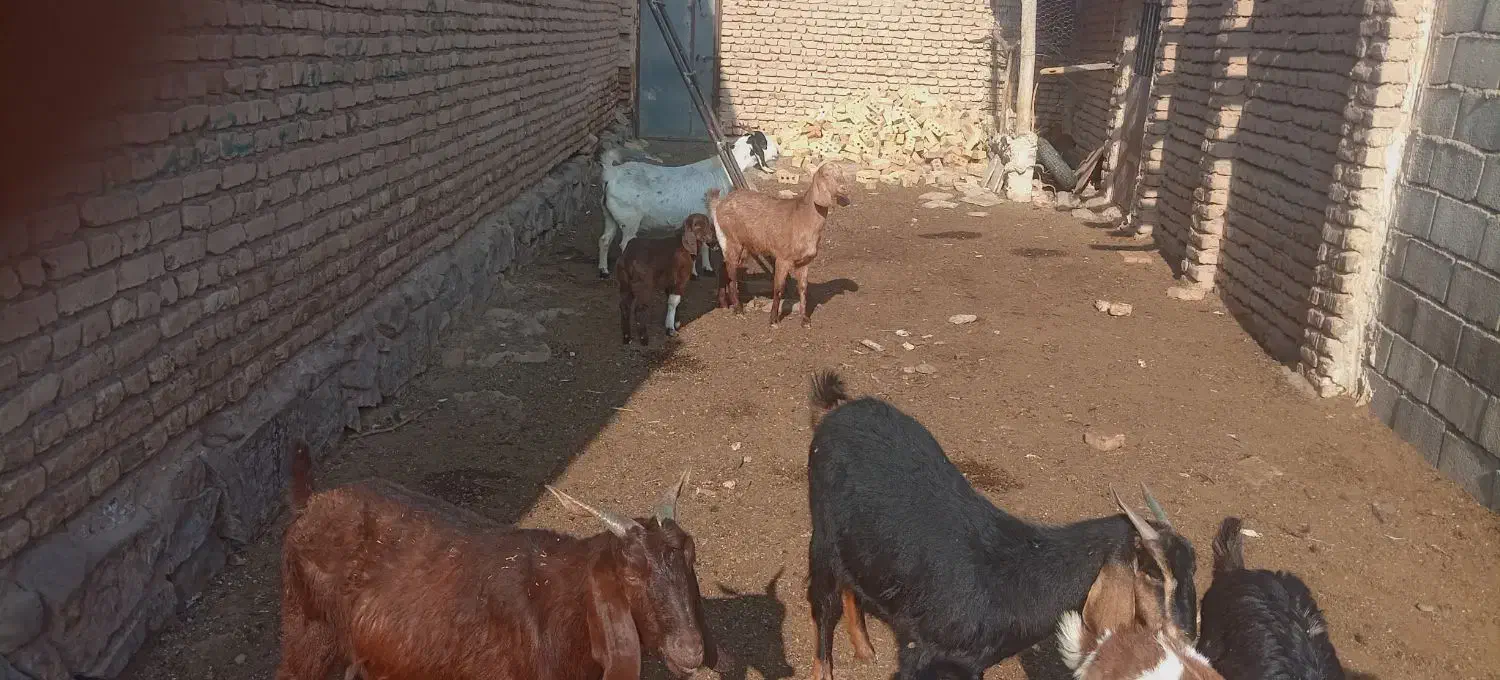 بز دو بر دوقلوا زا|حیوانات مزرعه|تربت‌حیدریه, پائین ولایت|دیوار