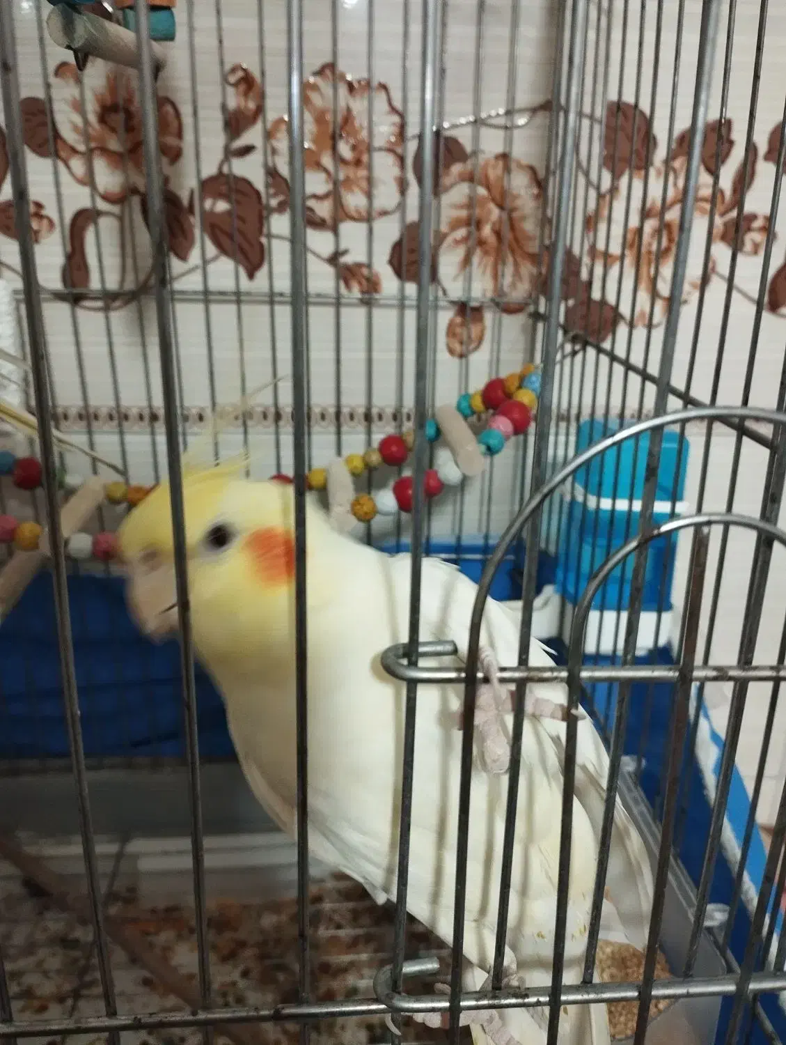 عروس هلندی ماده|پرنده|تهران, کیانشهر|دیوار