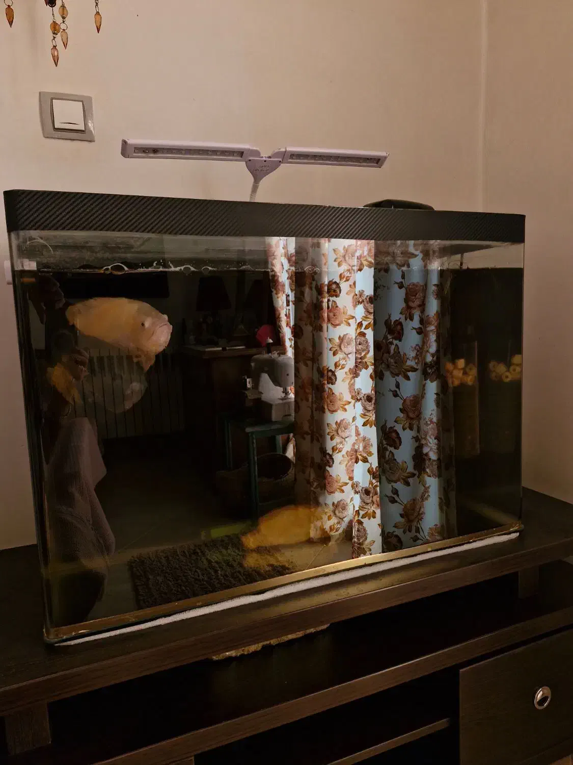 اکواریوم ۸۰ سانتی|ماهی|هشتگرد, فاز ۲ مهستان|دیوار