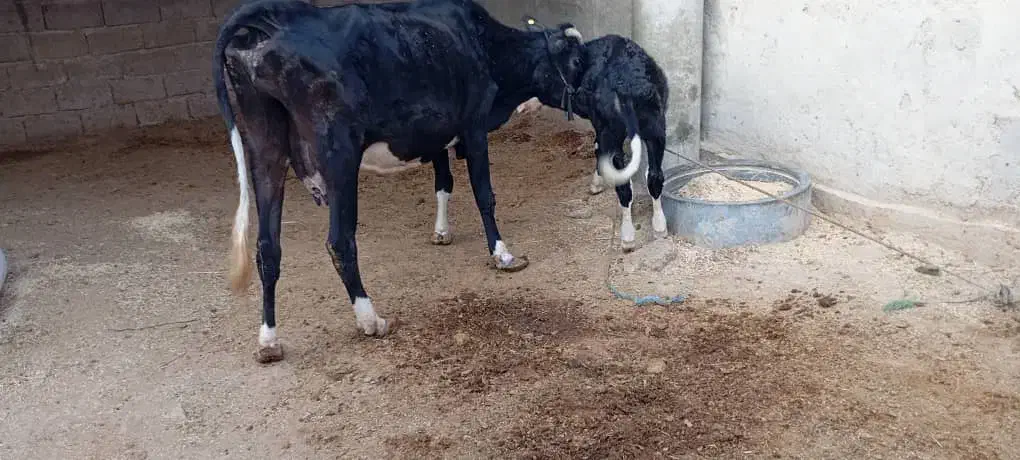 گاو...|حیوانات مزرعه|شادگان, |دیوار