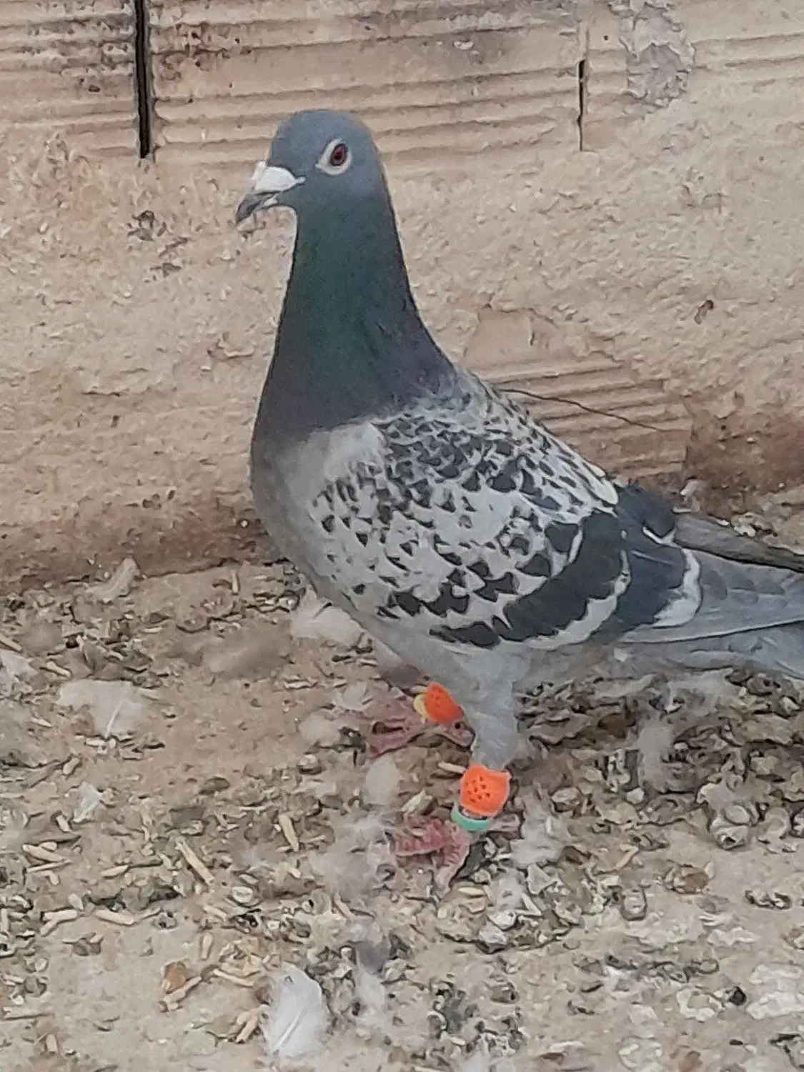 . آلمانی .سبز .پولکی|پرنده|کاشمر, |دیوار