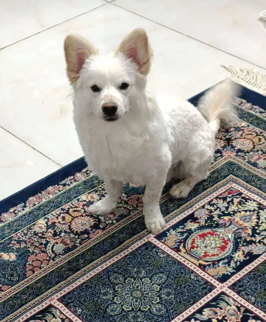 واگذاری سگ نژاد اشپیتز|سگ|اصفهان, بهارستان|دیوار