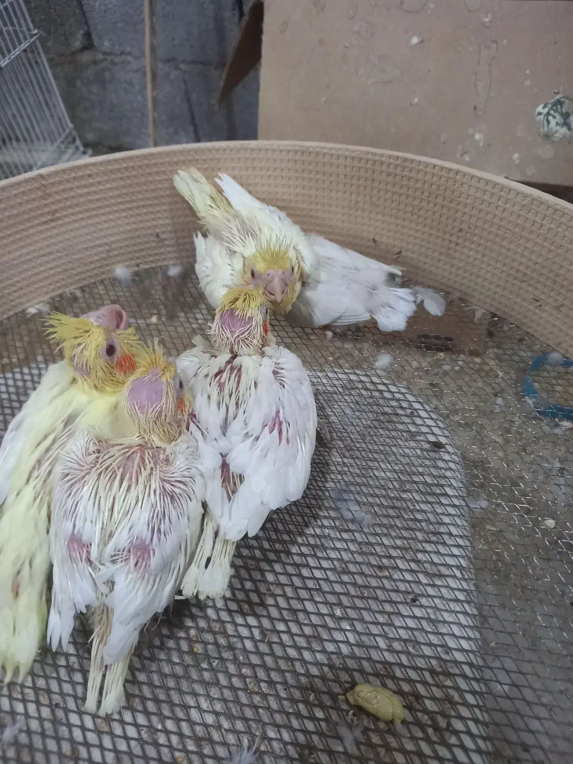 عروس هلندی سرلاکی ومولد|پرنده|بندر گناوه, |دیوار