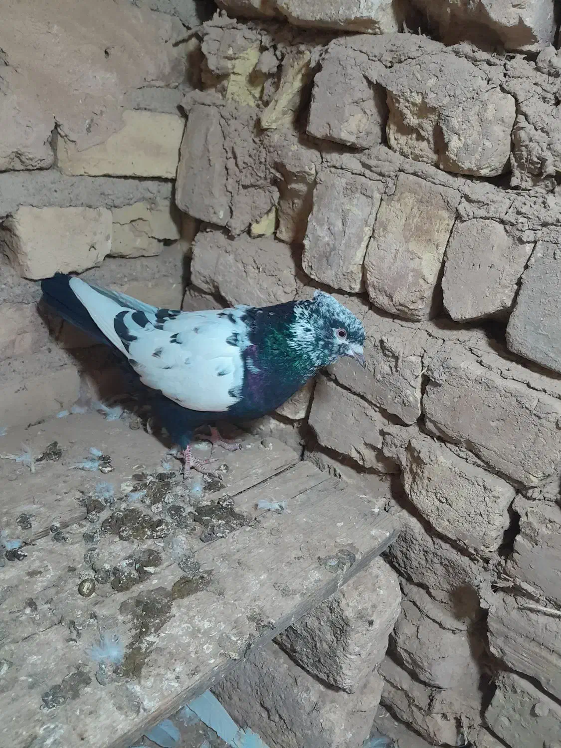 سینه سیاه، و پلاکی کبوتر|پرنده|تاکستان, |دیوار