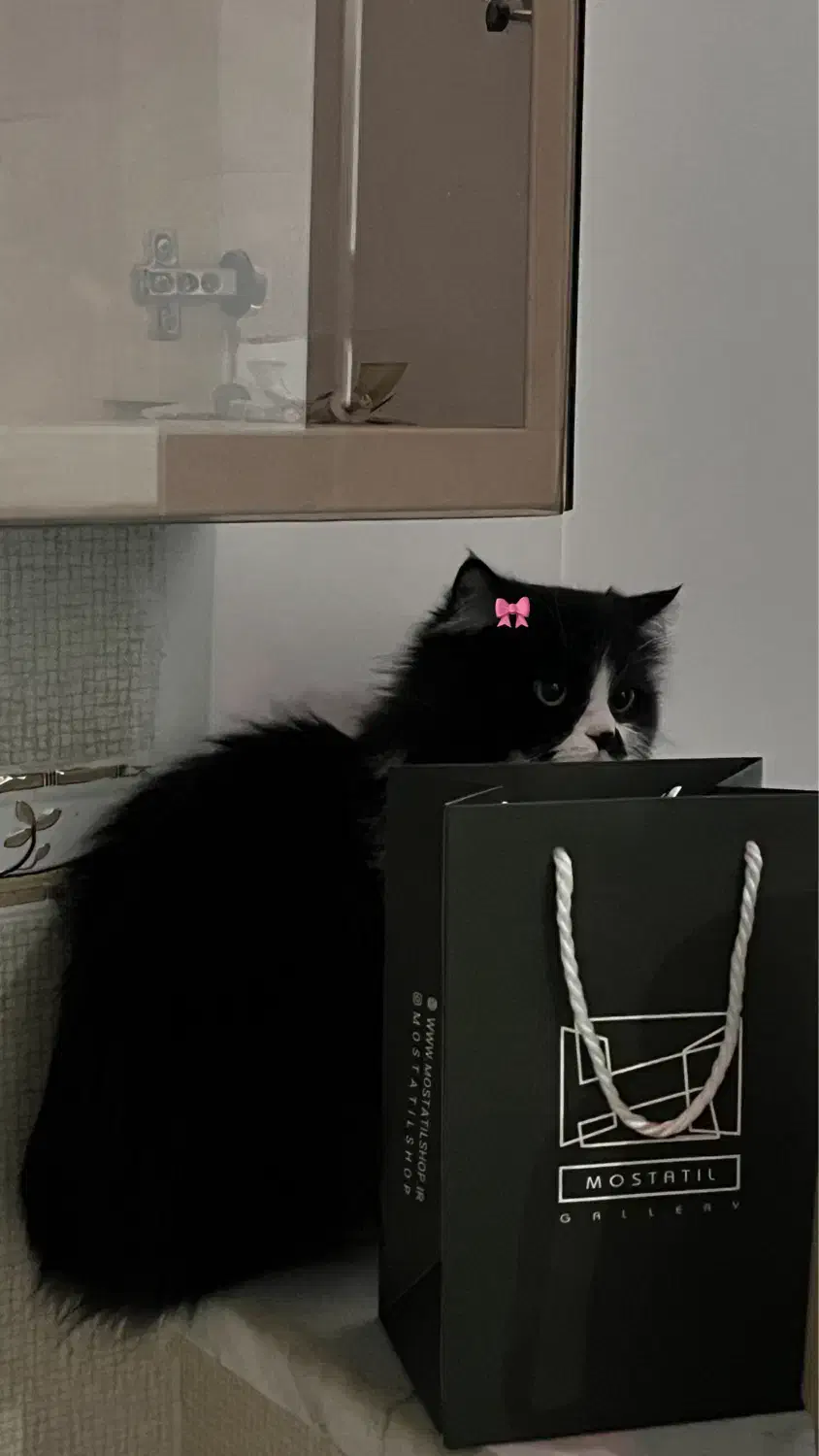 پرشین ماده جهت جفتگیری|گربه|قم, بنیاد|دیوار