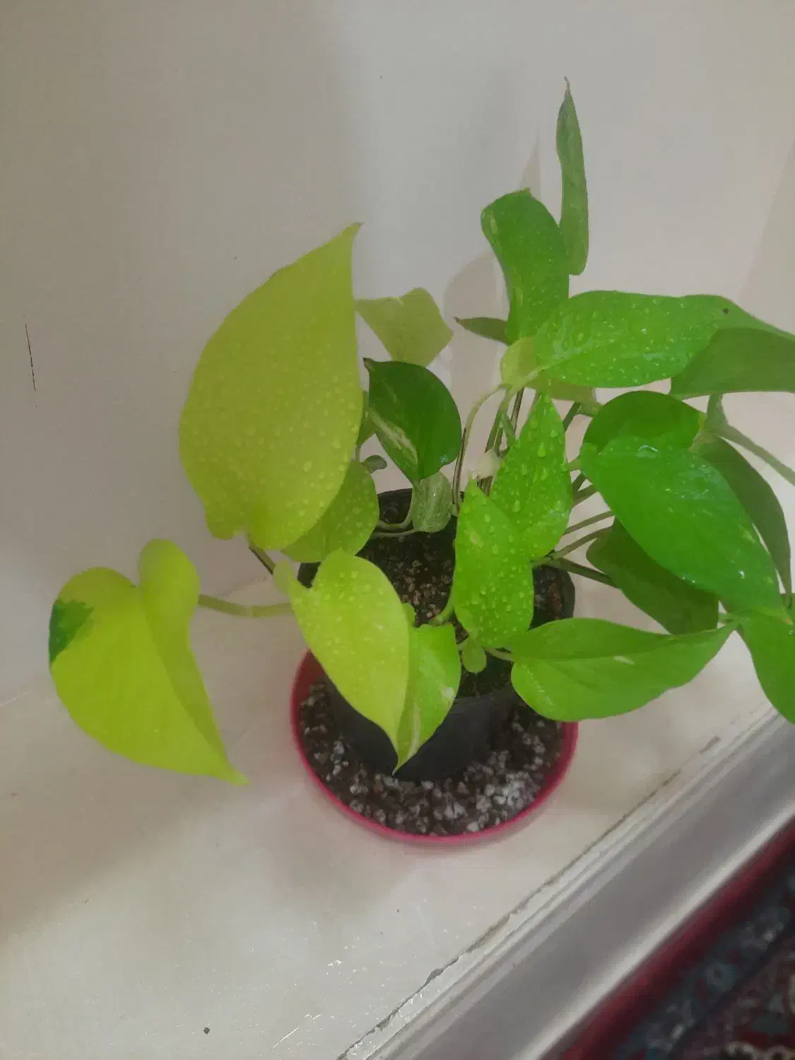 رویش مجددگیاهان اپارتمانی|گل و گیاه طبیعی|اصفهان, پوریای ولی|دیوار