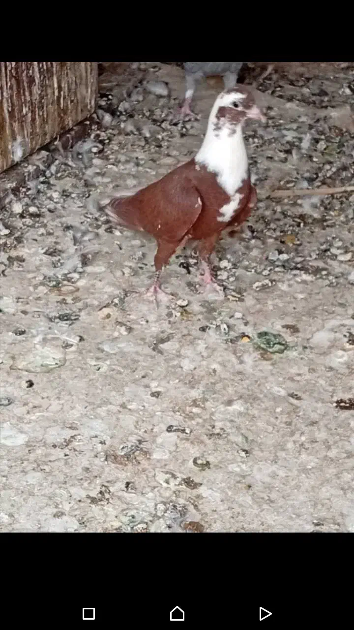 مقلف مخمل بی عیب|پرنده|کازرون, |دیوار