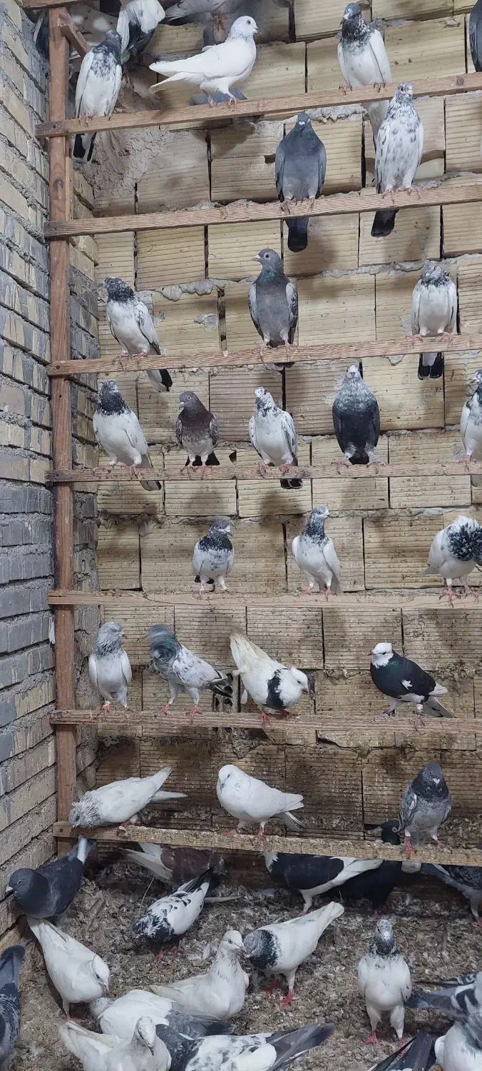 کبوتر شیخی پاکستانی ۵۰عدد|پرنده|بندر ماهشهر, |دیوار