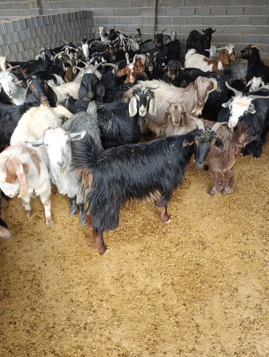 بز جوان شکم اول دوم|حیوانات مزرعه|مرودشت, ده بید|دیوار