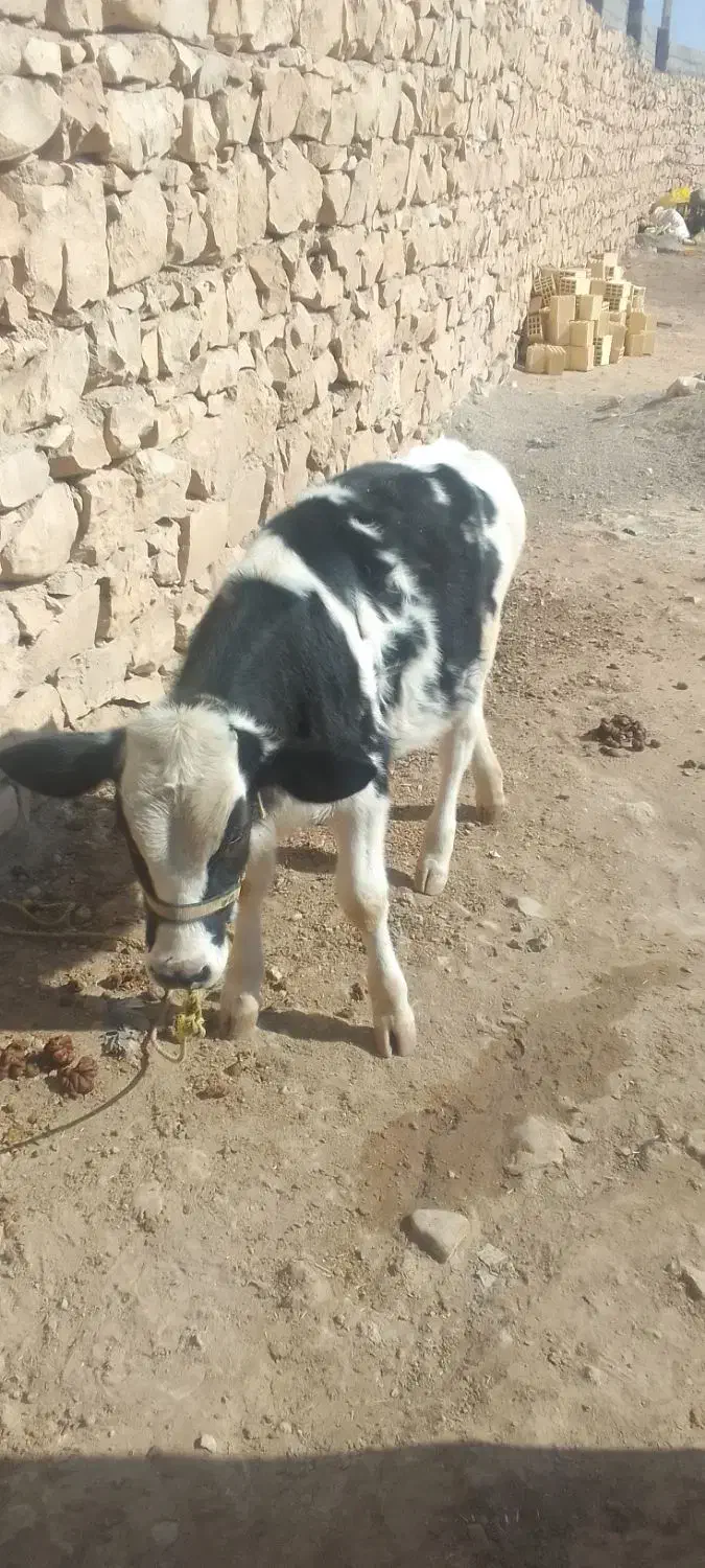 گاو وگوساله|حیوانات مزرعه|کوهدشت, |دیوار