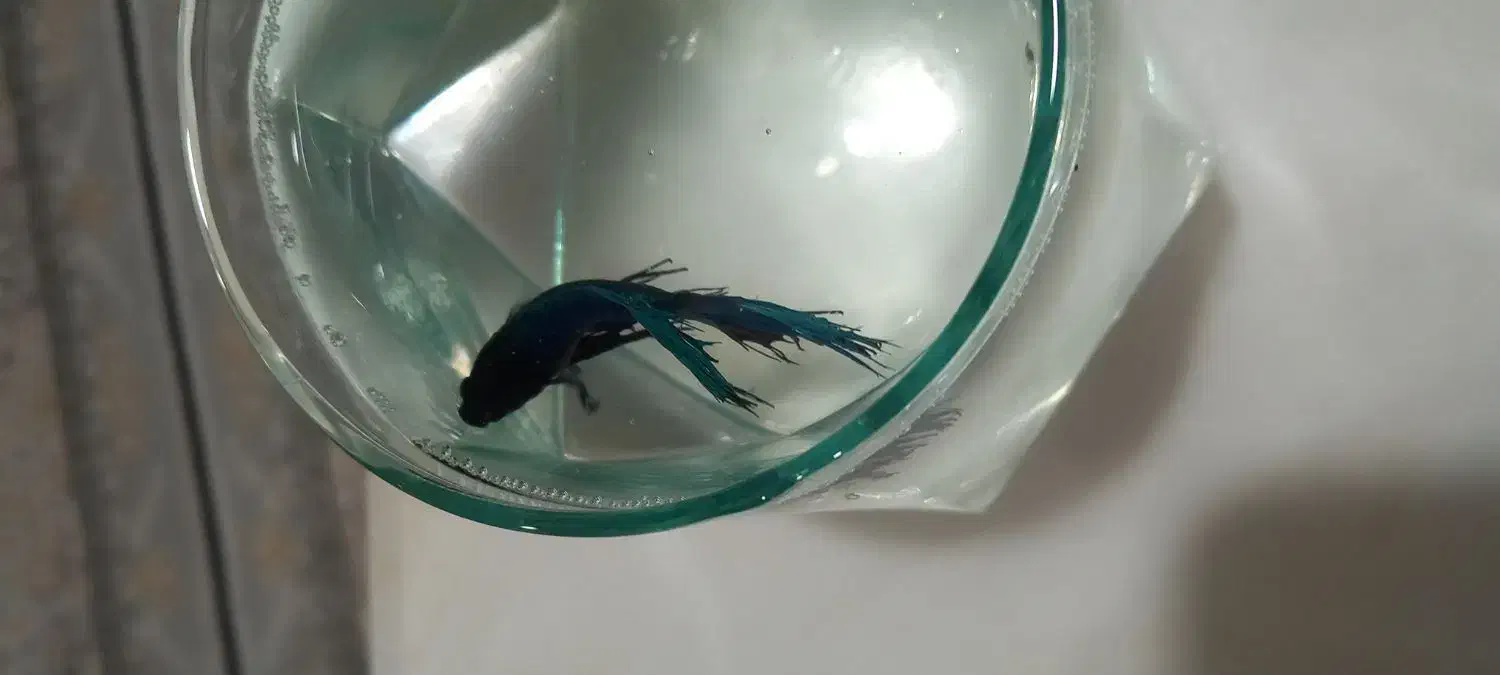 ماهی فایتر|ماهی|سنندج, |دیوار