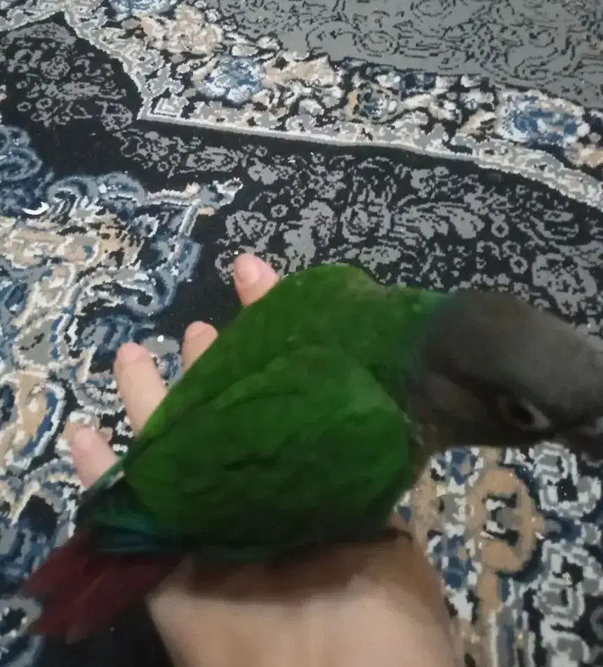 گرینچیک .لوسی وخوابیدنش،و توپ بازی|پرنده|کرج, عظیمیه|دیوار