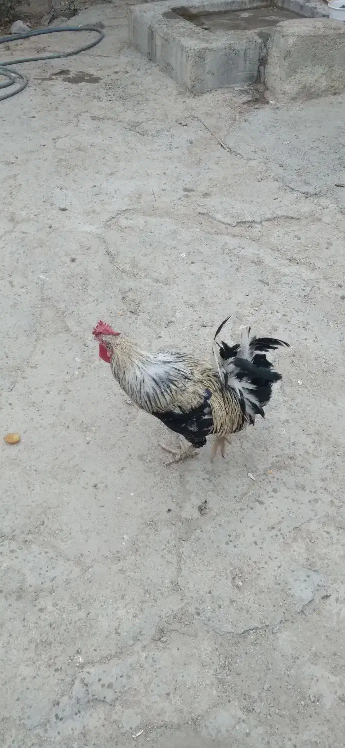 خروس محلی اصیل|حیوانات مزرعه|خورموج, |دیوار